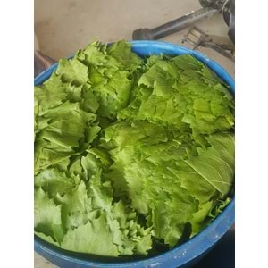 Mandaş İnce Yaprak Sarımlı Asma Üzüm Yaprağı 5 LT (1 BİDON) 2026 Sezon